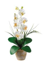 Single Stem Phalaenopsis Silk Orchid Arrangement, Cream