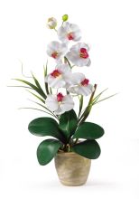 Single Stem Phalaenopsis Silk Orchid Arrangement, White