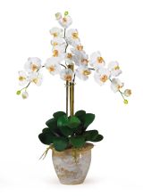 Triple Stem Phalaenopsis Silk Orchid Arrangement, Cream