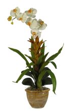1021 CR Single Star Bromeliad/Orchid Combo Silk Orchid Arrangement Cream