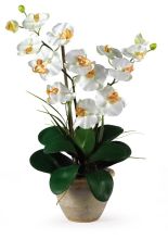 Double Stem Phalaenopsis Silk Orchid Arrangement, Cream
