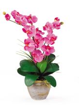 Double Stem Phalaenopsis Silk Orchid Arrangement, Dark Pink