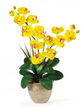 Double Stem Phalaenopsis Silk Orchid Arrangement, Yellow