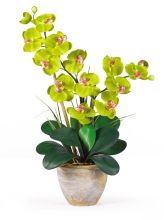 Double Stem Phalaenopsis Silk Orchid Arrangement, Green