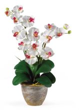 Double Stem Phalaenopsis Silk Orchid Arrangement, White