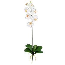 Phalaenopsis Orchid Silk Flower, w/Leaves (12 Stems) Cream