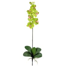 Phalaenopsis Orchid Silk Flower, w/Leaves (12 Stems) Green