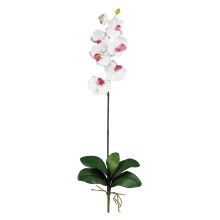 Phalaenopsis Orchid Silk Flower, w/Leaves (6 Stems) White