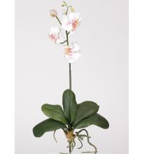 Mini Phalaenopsis Orchid Silk Flower, w/Leaves (6 Stems) Light Pink