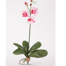 Mini Phalaenopsis Orchid Silk Flower, w/Leaves (6 Stems) Pink