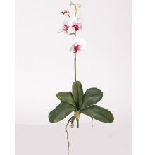 Mini Phalaenopsis Orchid Silk Flower, w/Leaves (6 Stems) White Dubonet