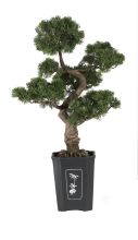 Cedar Bonsai Silk Plant 3'