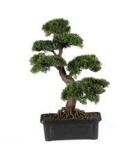 Cedar Bonsai Silk Plant 24"