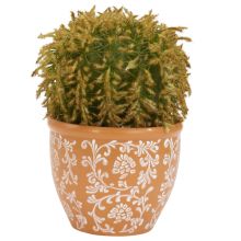 Barrel Cactus Silk Plant