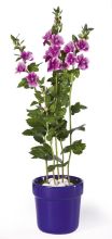 Mallow Silk Arrangement w/Blue pot, Lavender