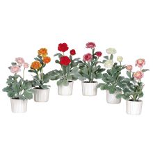 4601 - Ranunculus w/White Vase (Set of 6) Mixed