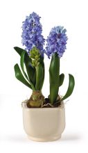 4700 BL Hyacinth w/Glazed Pot Silk Flower Arrangement Blue
