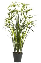 Papyrus Silk Plant 3'