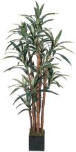 5' Corn Silk Tree Green