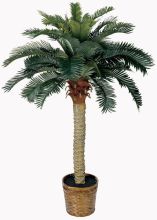 Sago Palm Silk Tree 4'