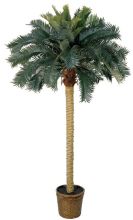 6' Sago Palm Silk Tree Green
