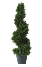 Cedar Spiral Silk Tree (Indoor/Outdoor) 2'