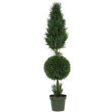 Cypress Ball and Cone Silk Tree (Indoor/Outdoor) 5'