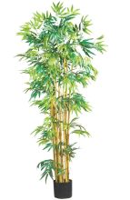 Multi-stemmed Silk Bambusa Bamboo Tree 5'