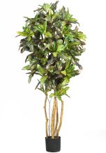 Croton Silk Tree 5'