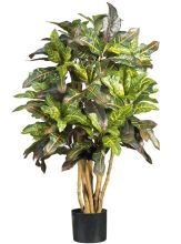 Croton Silk Tree 3'