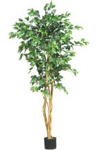 Ficus Silk Tree 5'