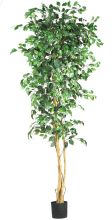 5210 - 7' Ficus Silk Tree Green