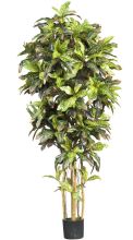 6' Silk Croton Tree
