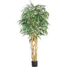 Weeping Ficus Silk Tree 6'