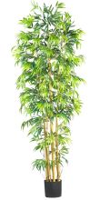 Bambusa Bamboo Green Silk Multi Stem Tree