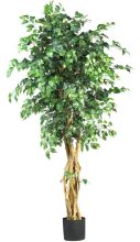 Palace Style Ficus Silk Tree 6'
