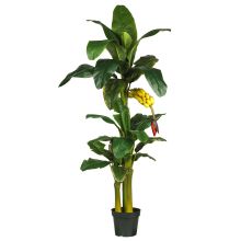 Triple Stalk Banana Silk Tree 6'