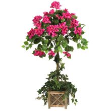 Bougainvillea Topiary, w/Wood Box