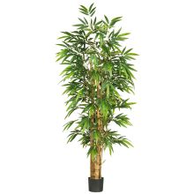 Belly Bamboo Silk Tree 6'