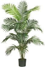 Paradise Palm Silk Tree 6'