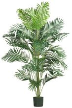 Paradise Palm Silk Tree 7'