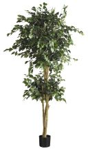 Double Ball Ficus Silk Tree 6'
