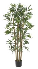 Multi Bambusa Bamboo Silk Tree 4'