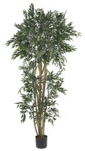 Green Ash Silk Tree 6'