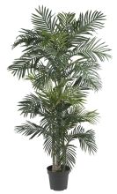 Golden Cane Palm Silk Tree 6.5