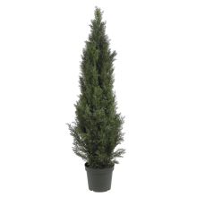 Mini Cedar Pine Tree (Indoor/Outdoor) 5'