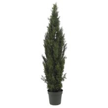 Mini Cedar Pine Tree (Indoor/Outdoor) 6'