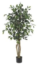 Ficus Silk Tree 4'