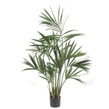 5307 - 5' Kentia Palm Silk Tree