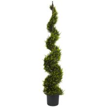 Spiral Cypress Tree 5'